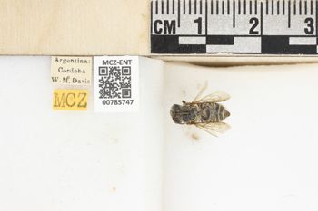 Media type: image;   Entomology 785747 Aspect: labels